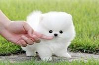 俊介犬好养吗，俊介是博美犬的一种？ 柴犬俊介装