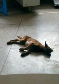 犬瘟可以治愈吗？ 犬瘟病能治好吗