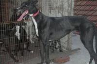 细犬和灵缇有什么区别？ 中国最快格力犬种公