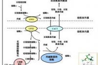 人体脂肪酸是什么？ 脂肪酸
