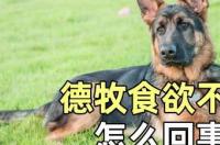 德牧吃什么好？ 德牧狗粮什么牌子好