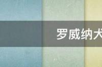 10个月罗威纳会不会咬人？ 罗威纳犬咬人不