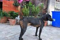 青川猎犬和凉山犬是一种狗吗 四川凉山犬多少钱一只