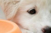 什么是犬瘟细小，啊？ 什么是狗瘟