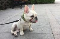 英国斗牛犬大概多少钱一只？ 小斗牛犬价格