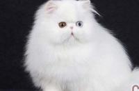 波斯系猫有哪些品种？ 波斯猫品种