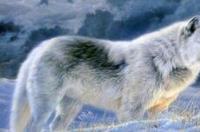 藏獒很凶吗 能咬死17只狼吗 藏獒咬死37狼