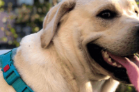 拉不拉布拉多犬好养吗 拉布拉多犬值钱吗