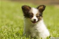 蝴蝶犬能够长成多大 蝴蝶犬最大能长多大