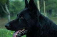 东德牧羊犬取什么名字好听？ 纯黑东德牧羊犬优缺点