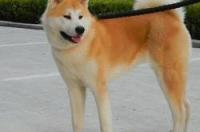 秋田犬缩写？ 秋田犬百科