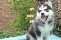 阿拉斯加雪橇犬和哈士奇怎么区别？ 阿拉斯加犬 哈士奇