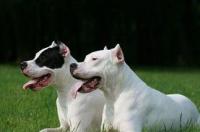杜高犬大概是什么价格？ 纯种阿根廷杜高犬价格