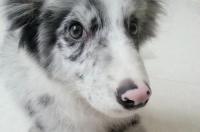 陨石边牧幼犬怎么喂养？ 陨石边牧是怎么繁殖出来的