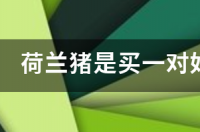 荷兰猪是养一只好，还是两只好？ 天竺鼠养一只好还是两只好?