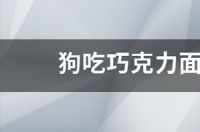 狗吃巧克力面包会死吗那些 狗吃了巧克力多久会死