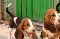 巴吉度犬好养吗？ 巴吉度猎犬为什么不好养