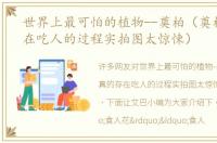 世界上最可怕的植物--奠柏（奠柏真的存在吃人的过程实拍图太惊悚）