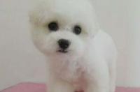 比熊犬多少钱一只？ 比熊多少钱一只价格