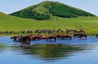 去内蒙古草原旅游要准备什么？ 内蒙古草原旅游攻略