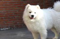 爱斯基摩人和爱斯基摩犬是什么关系，要详细，急~~？ 爱斯基摩犬的