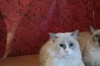 布偶猫和加菲猫配种后是什么猫? 英短加菲猫混种