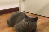 英短蓝猫的寿命？ 英短蓝猫的寿命