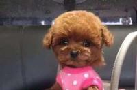 茶杯犬多少钱一只茶杯犬的价格？ 杯犬价格
