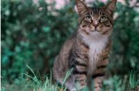 哪里的狸花猫幼崽最便宜？ 狸花猫的价格