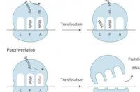 CRISPR-Cas9应用——基因敲除与敲入系统 嘌呤霉素筛选