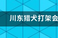 川东猎犬打猎好嘛？ 川东猎犬打架