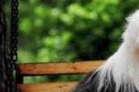 古牧怎么训练，古牧犬的训练方法？ 古牧怎么养才正确