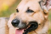 什么狗最好养又听话又便宜大型犬？ 养狗买什么狗最好