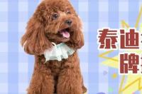 泰迪吃什么牌子的狗粮好？ 泰迪狗专用狗粮哪个牌子的好