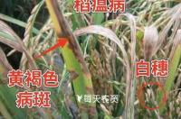 春雷霉素防治哪些病害？ 春雷霉素药害