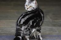 虎斑猫和银渐层怎么区分？ 虎斑猫和银渐层