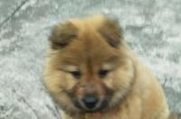 小松狮犬多少钱一只？ 白松狮幼犬多少钱一只