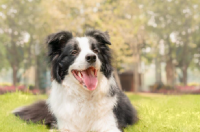 边境牧羊犬优缺点 边境牧羊犬论坛