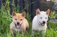什么狗最好养又听话又便宜大型犬？ 哪种狗便宜又好养