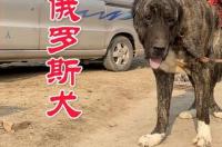 俄罗斯猎狼犬的简介 俄罗斯猎狼犬守护神的特点