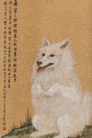 请问这种狗狗的品种是什么。黄白色，短毛犬？ 短毛狐狸狗
