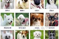 狗的品种有哪些小型犬 农村小型犬品种大全