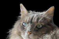 安哥拉猫优缺点？ 安哥拉猫缺点