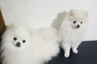 博美分什么级别？ 博美犬分类