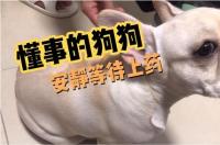 法斗皮肤病怎么治？ 法斗常见的皮肤病