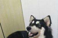 小狗得犬瘟好转的症状 犬瘟恢复期是什么症状