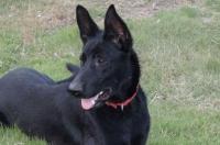 中型杜宾犬种类？ 中型犬狗品种大全