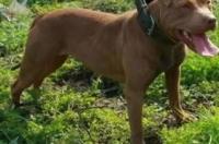 玩比特币违法吗？ 养比特犬犯法吗