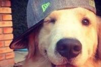狗狗犬瘟，和细小的具体症状？ 狗狗患犬瘟有哪些症状