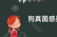狗狗感染真菌了，身上有脓包，掉毛，看起来好？ 狗狗真菌感染